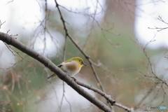 京都御苑の野鳥 メジロ‐2