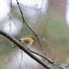 京都御苑の野鳥 メジロ‐2