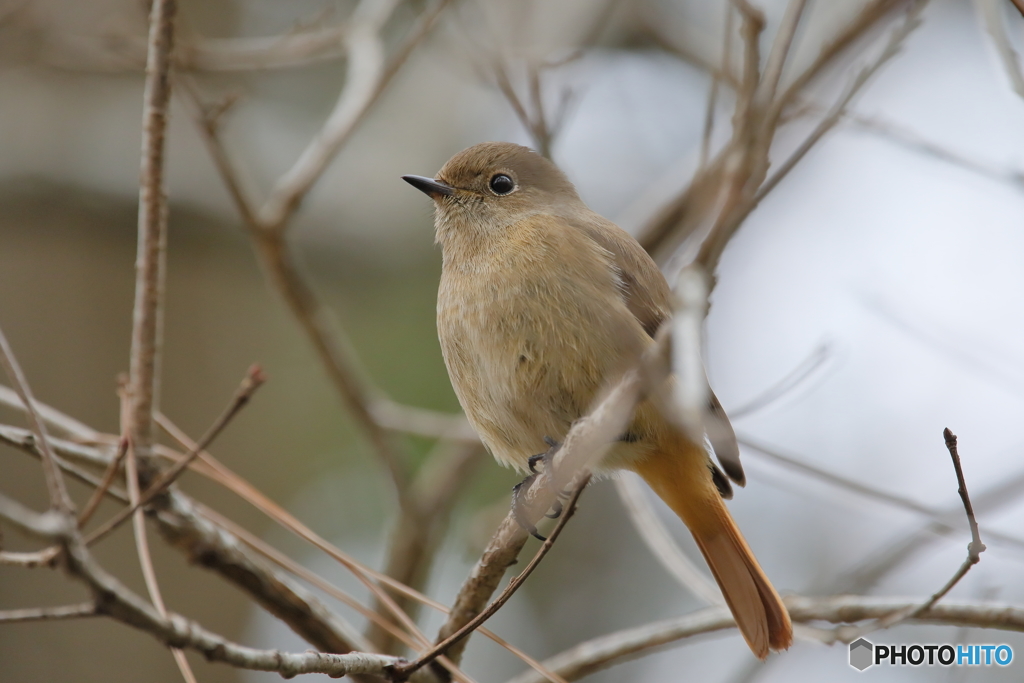 京都御苑の野鳥 ジョウウビタキ♀ｰ4