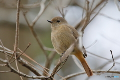 京都御苑の野鳥 ジョウウビタキ♀ｰ4