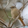 京都御苑の野鳥 ジョウウビタキ♀ｰ4