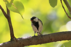 京都御苑の野鳥　シジュウカラ（9月-1）