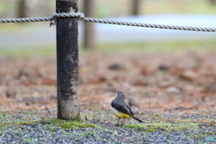 京都御苑の野鳥 キセキレイ‐1