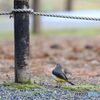 京都御苑の野鳥 キセキレイ‐1