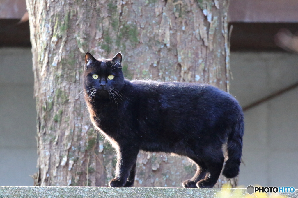 京都御苑の猫-3