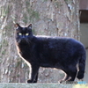 京都御苑の猫-3