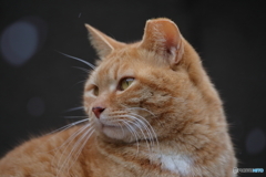 京都御苑の猫-6