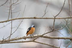 京都御苑の野鳥 ジョウビタキ‐1