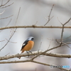京都御苑の野鳥 ジョウビタキ‐1