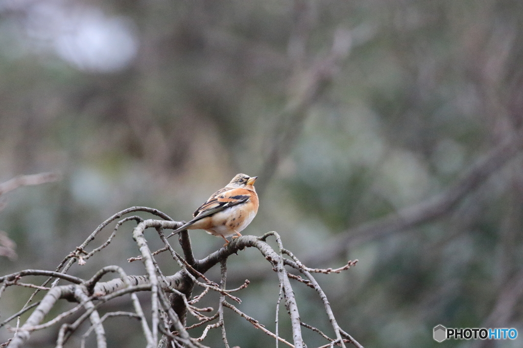 京都御苑の野鳥 アトリ‐1