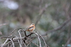 京都御苑の野鳥 アトリ‐1