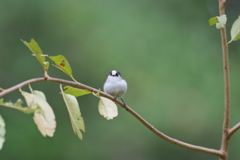 京都御苑の野鳥　エナガ（9月-3）