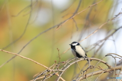 京都御苑の野鳥 シジュウカラ‐1