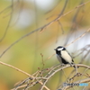 京都御苑の野鳥 シジュウカラ‐1