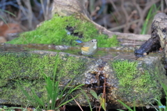 京都御苑の野鳥 ルリビタキ♀ｰ2