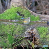 京都御苑の野鳥 ルリビタキ♀ｰ2