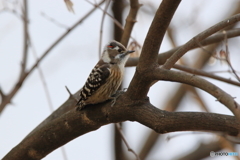 京都御苑の野鳥 コゲラｰ1