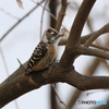 京都御苑の野鳥 コゲラｰ1