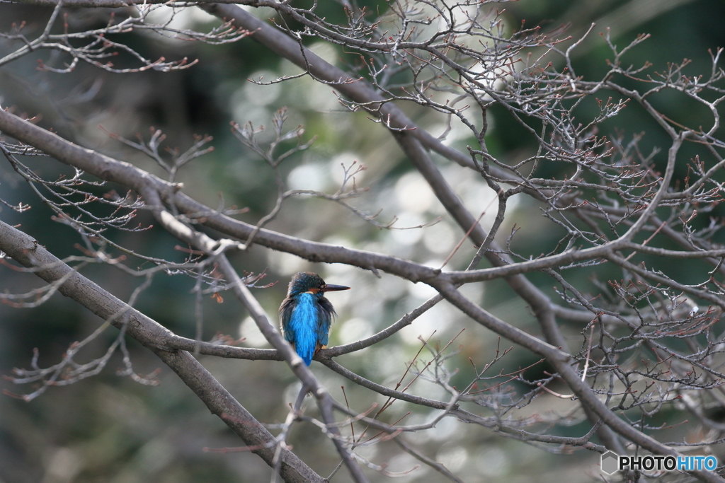 京都御苑の野鳥 カワセミ