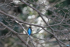京都御苑の野鳥 カワセミ