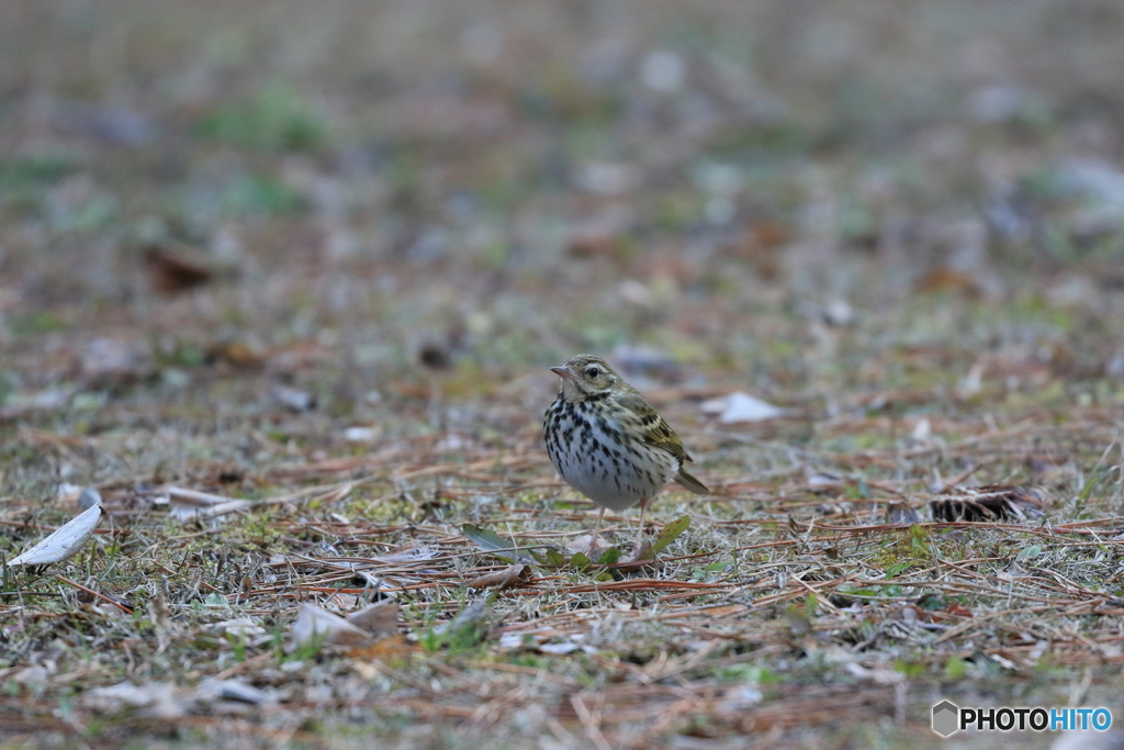 京都御苑の野鳥 ビンズイｰ1