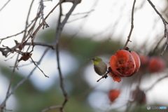 京都御苑の野鳥 メジロ‐1