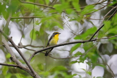 京都御苑の野鳥　キビタキ（9月）