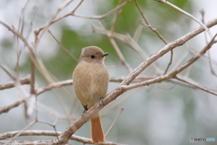 京都御苑の野鳥 ジョウウビタキ♀ｰ3