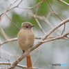 京都御苑の野鳥 ジョウウビタキ♀ｰ3
