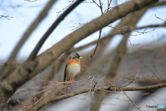 京都御苑の野鳥 アトリ‐1
