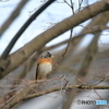 京都御苑の野鳥 アトリ‐1