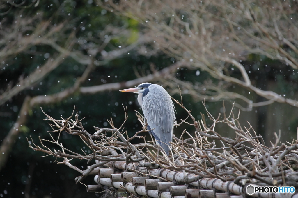 京都御苑の野鳥 アオサギ‐2