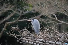 京都御苑の野鳥 アオサギ‐2