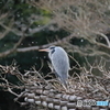 京都御苑の野鳥 アオサギ‐2