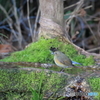 京都御苑の野鳥 ルリビタキ♀ｰ1