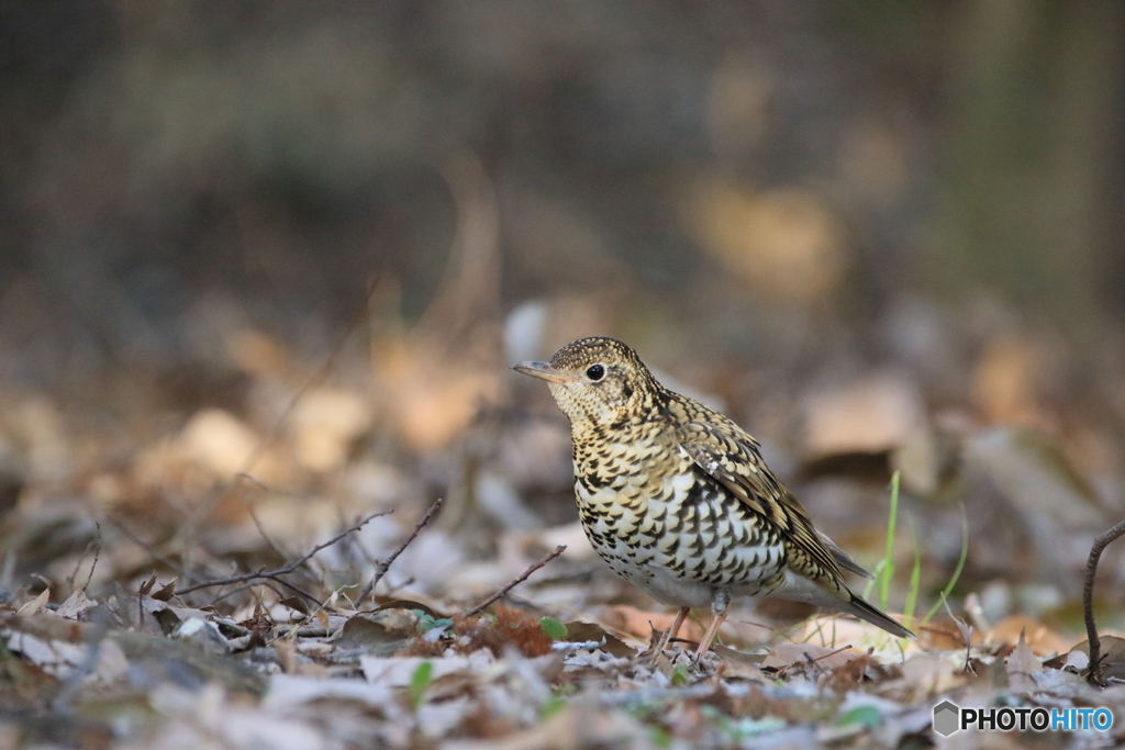 京都御苑の野鳥 トラツグミｰ1