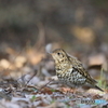 京都御苑の野鳥 トラツグミｰ1