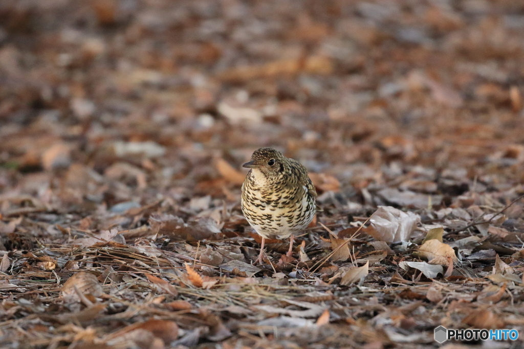 京都御苑の野鳥 トラツグミｰ1