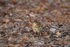 京都御苑の野鳥 トラツグミｰ1
