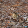 京都御苑の野鳥 トラツグミｰ1