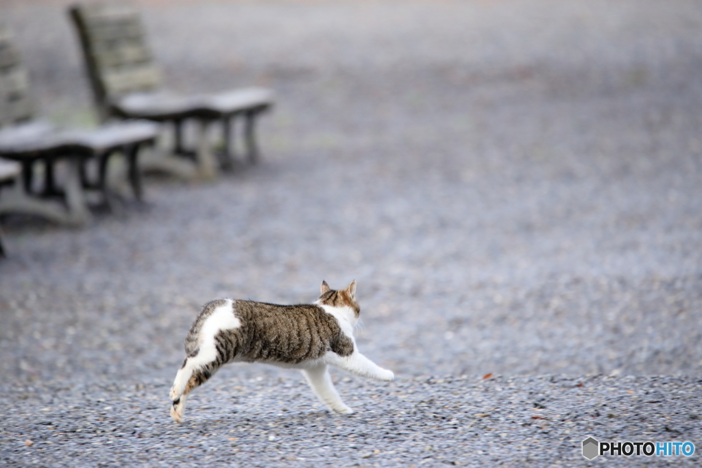 京都御苑の猫-1