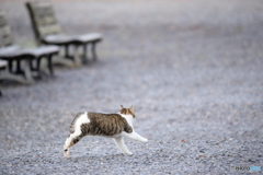 京都御苑の猫-1