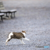京都御苑の猫-1