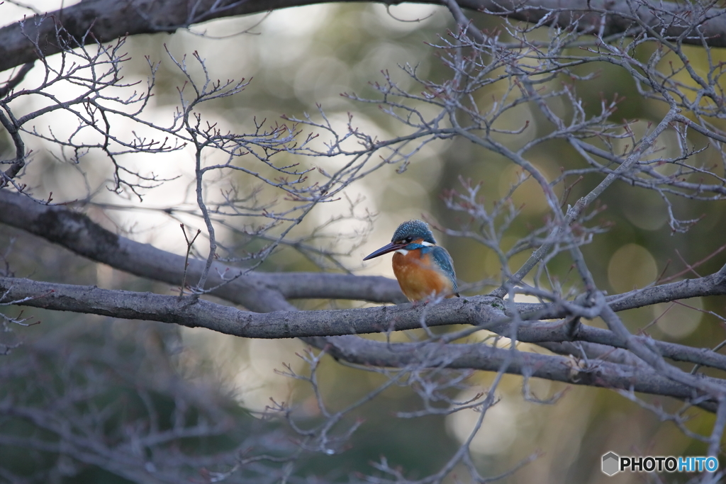 京都御苑の野鳥 カワセミ