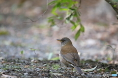 京都御苑の野鳥 シロハラ‐1