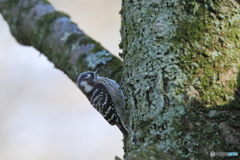 京都御苑の野鳥 コゲラｰ3