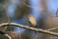京都御苑の野鳥 ジョウビタキ♀ｰ1