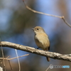 京都御苑の野鳥 ジョウビタキ♀ｰ1