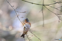京都御苑の野鳥 アトリｰ2