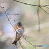 京都御苑の野鳥 アトリｰ2